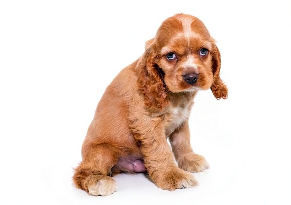 Dog Doorbell Solid Metal Training Bell BarkOutfitters White-2